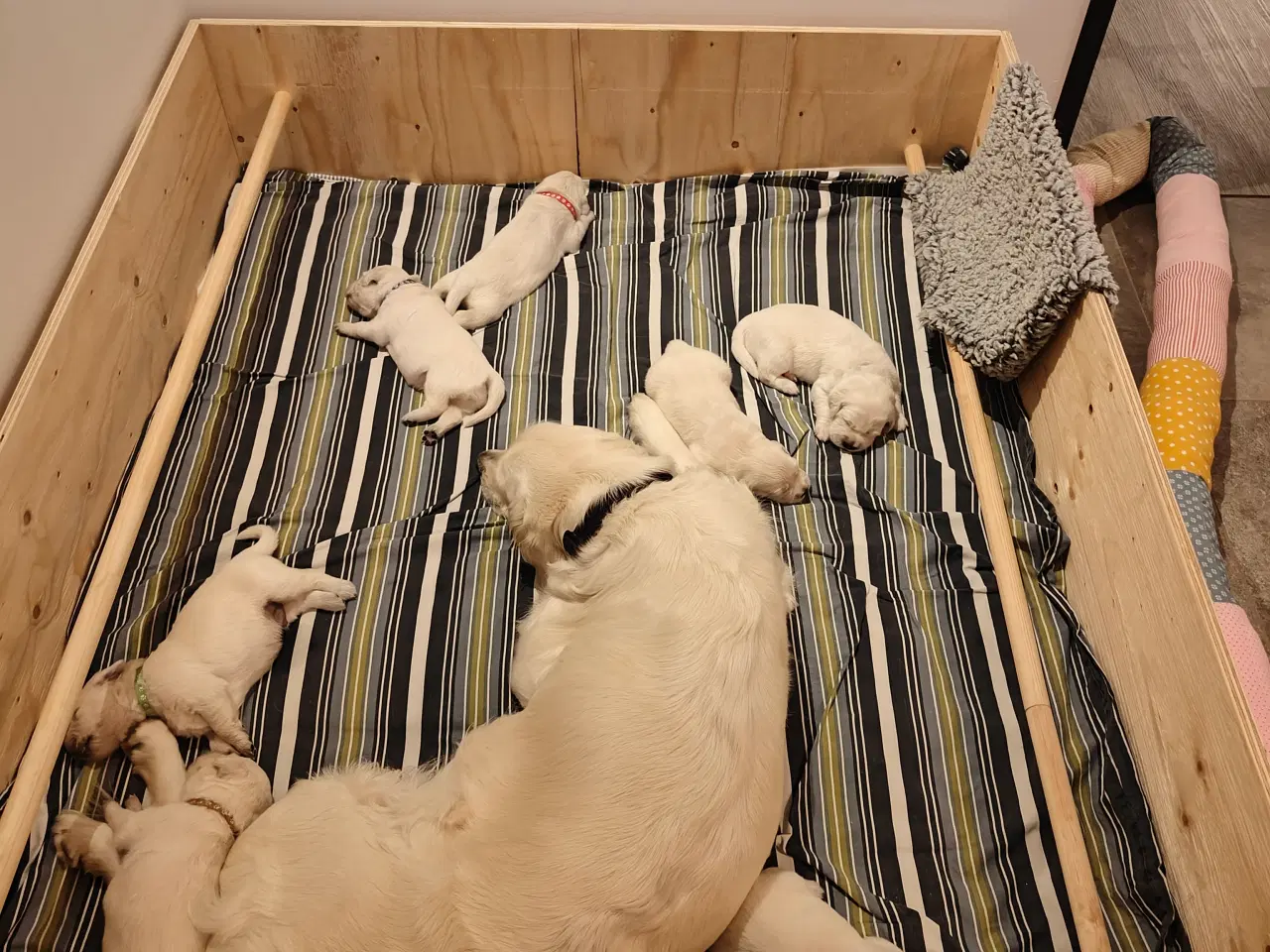 Billede 7 - Golden Retriever hvalpe