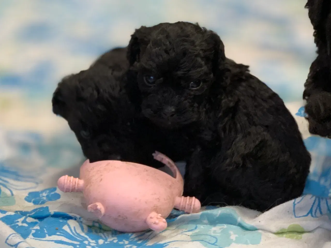 Billede 5 - Mini Maltipoo babyer 