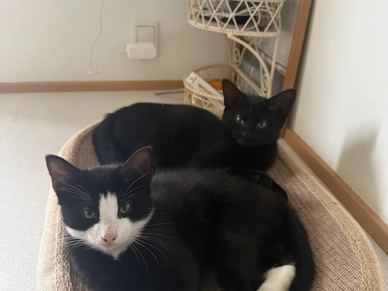 Billede 1 - Søde legesyge kattekillinger