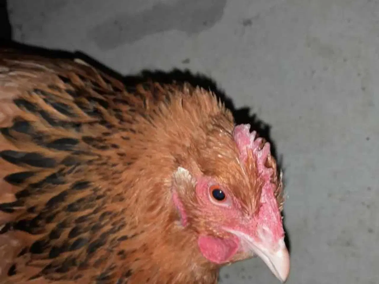 Billede 2 - Sussex høns