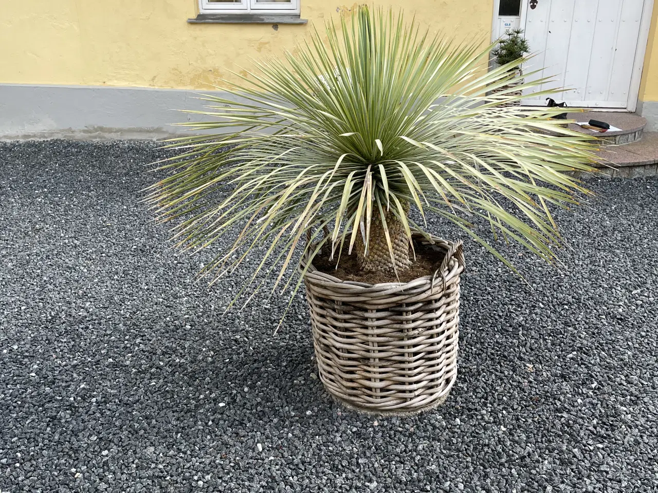 Billede 1 - Dekorativ og stor palme til gårdsplads eller terra