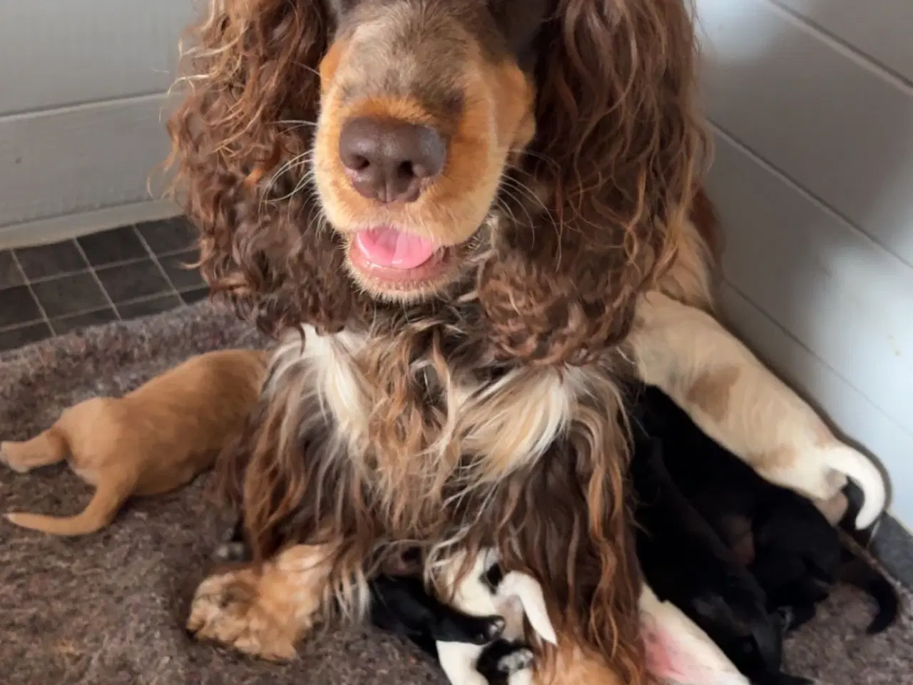 Billede 4 - Engelsk cocker spaniel hvalpe 