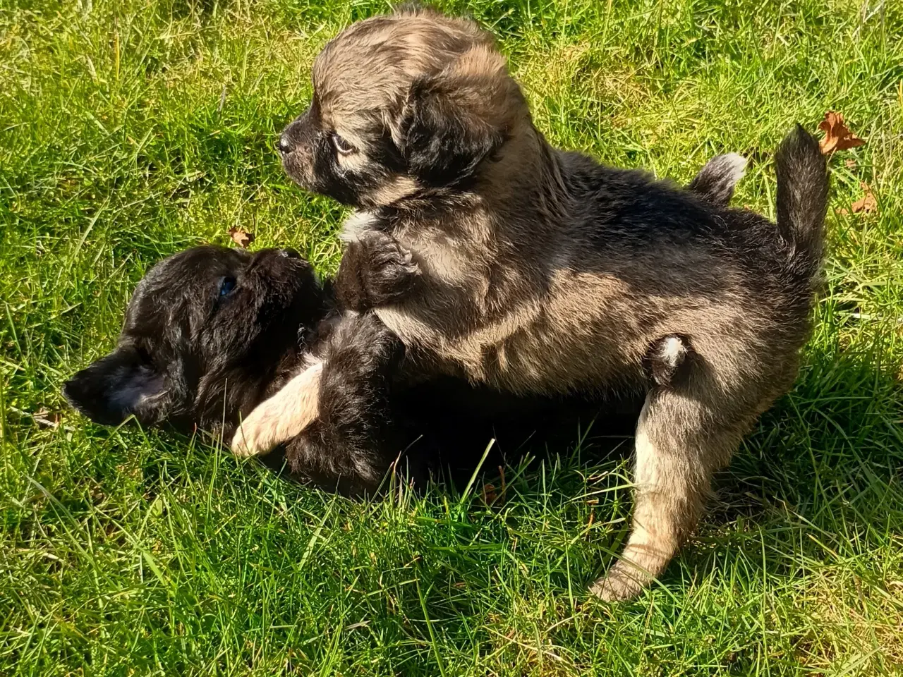 Billede 8 - 4 små mixpoo piger 🩷