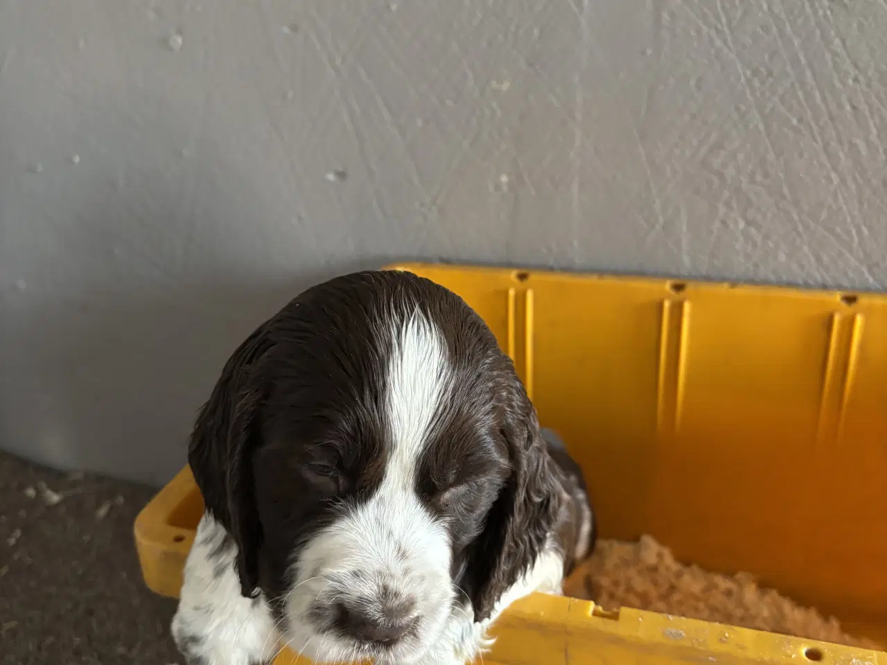 Billede 6 - Engelsk Springer Spaniel