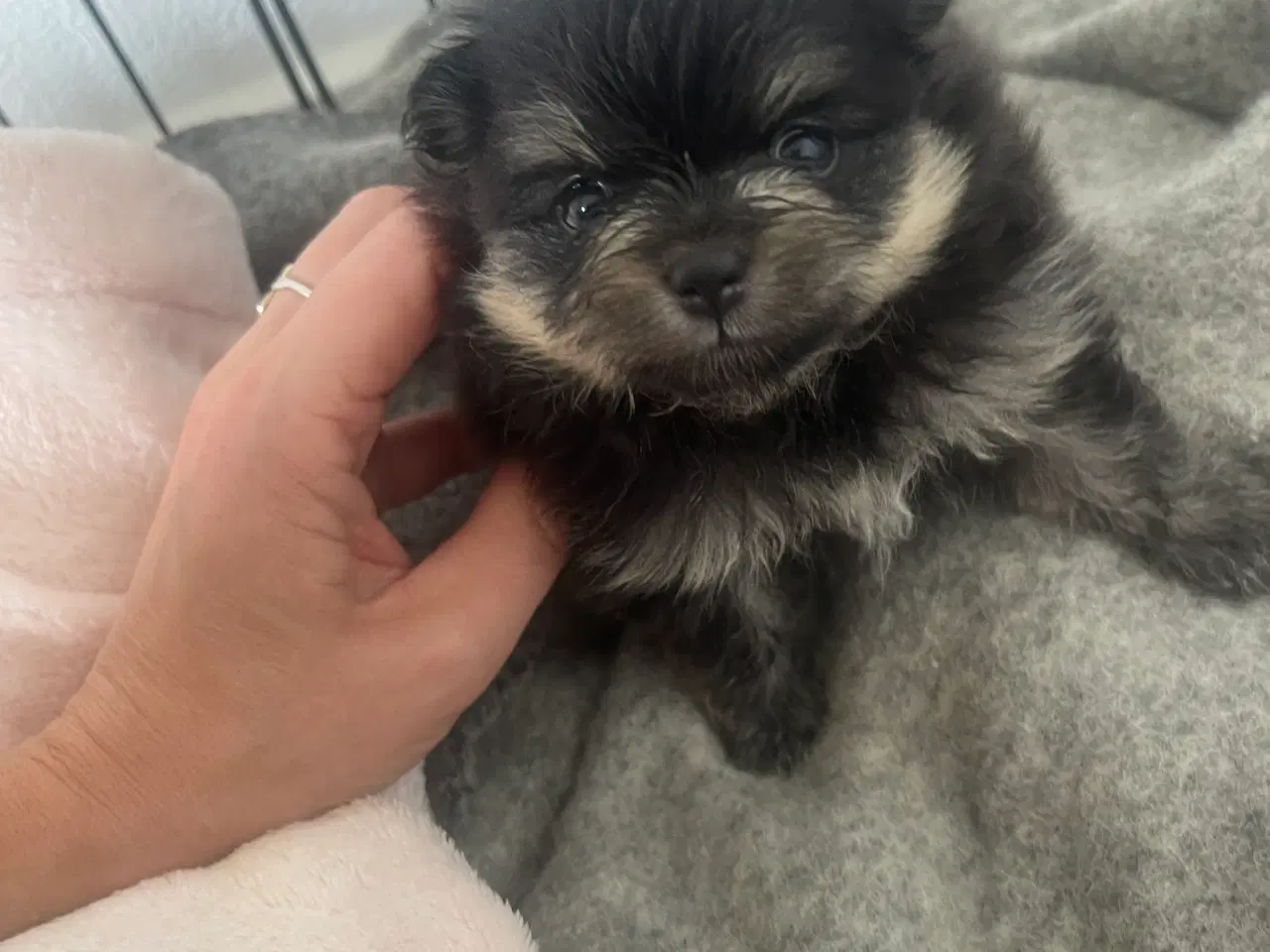Billede 2 - Smuk lille Pomeranian tæve 