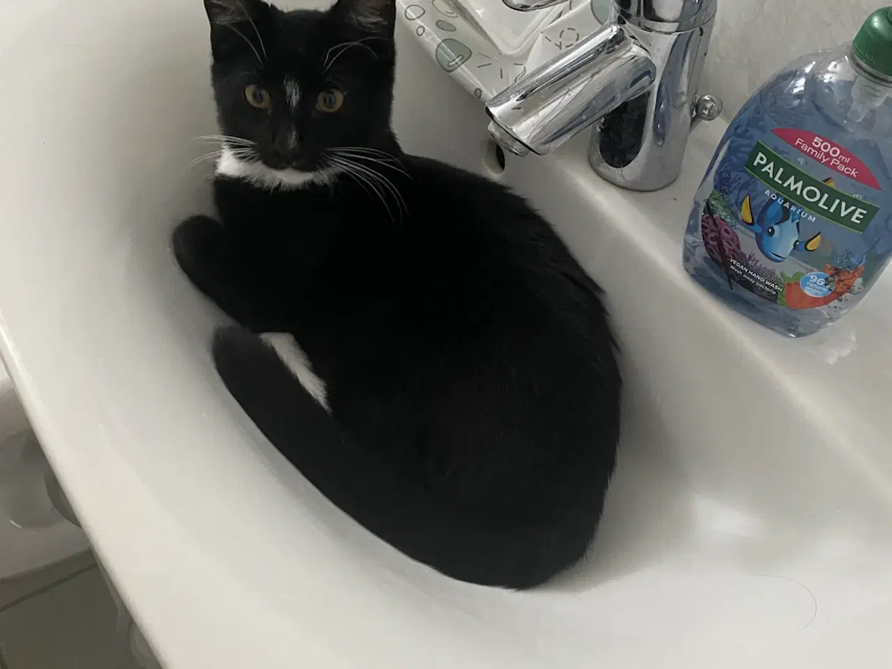 Billede 1 - Pelle søger kærligt hjem