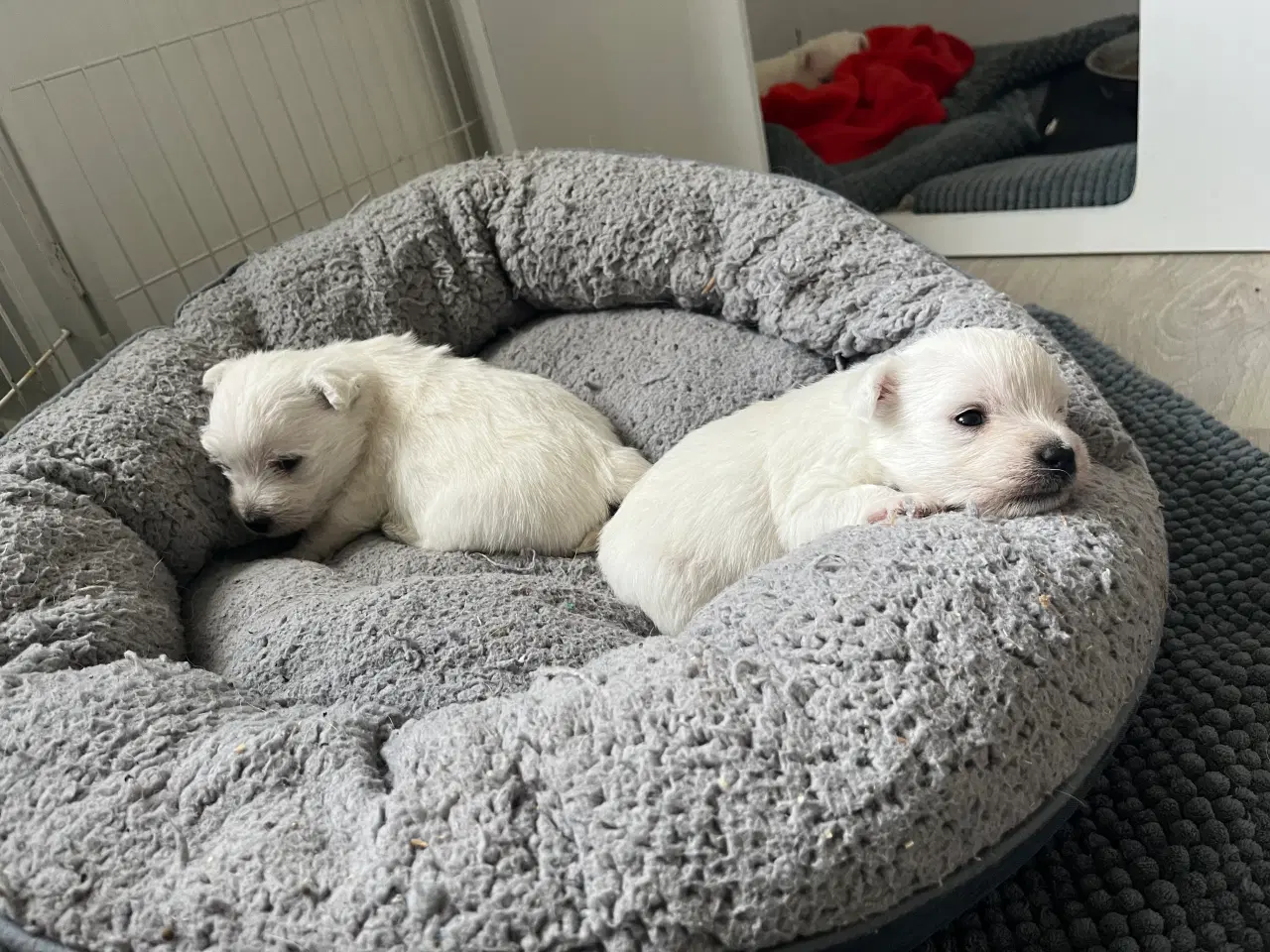 Billede 4 - Skønne Westie / West highland White terrier
