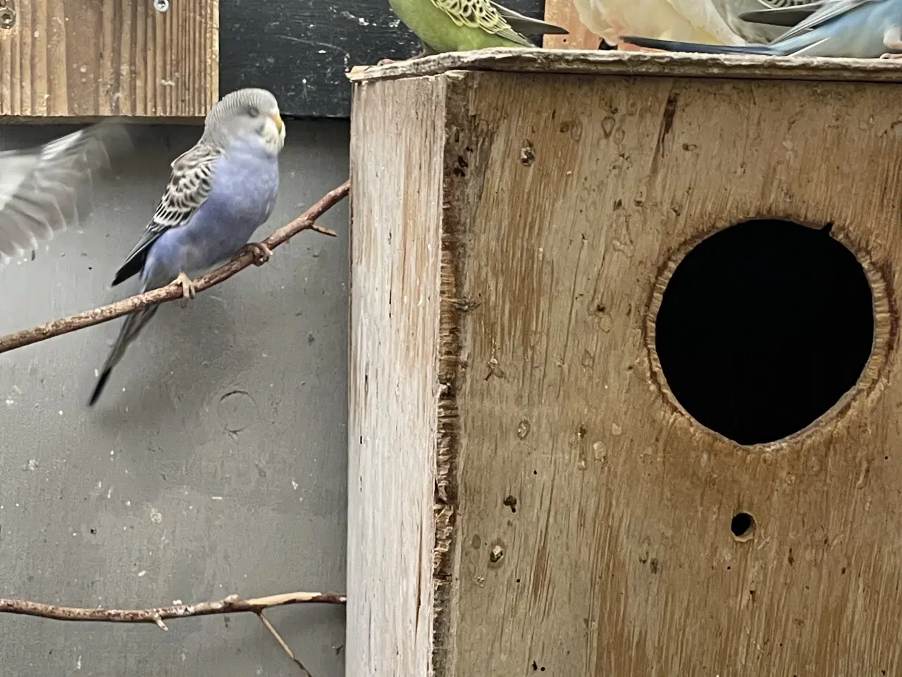 Billede 2 - Undulatunger 