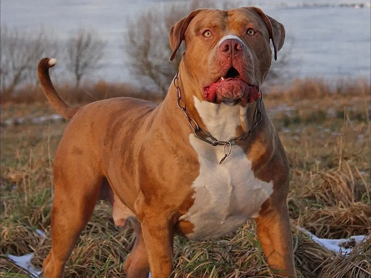 Billede 3 - American Bully tilbydes til avl 