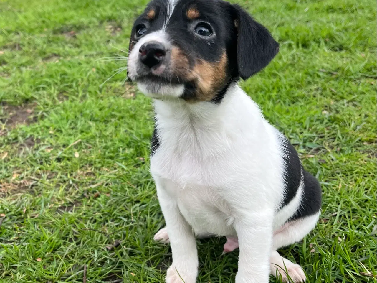 Billede 11 - 4 dejlige hanner 