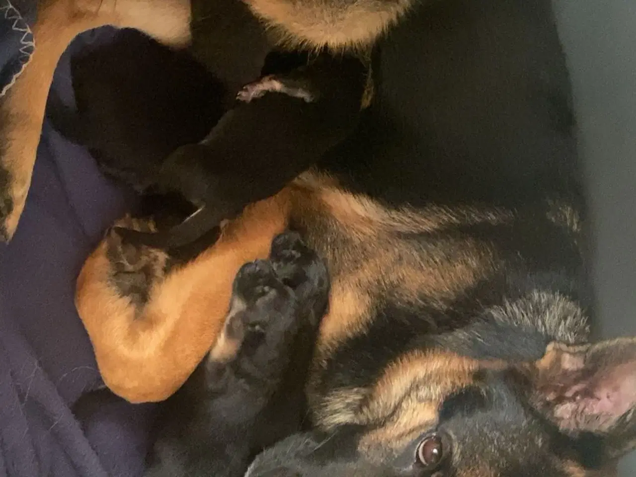 Billede 7 - Schæfer søger nyt hjem 