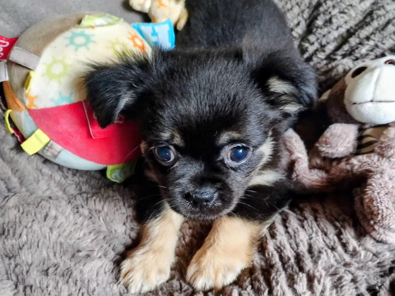 Billede 19 - Dejlige små race blandings hvalpe