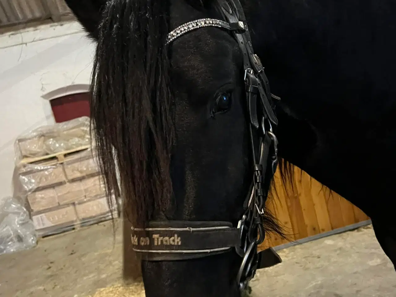 Billede 4 - Rå/ung Friser vallak 