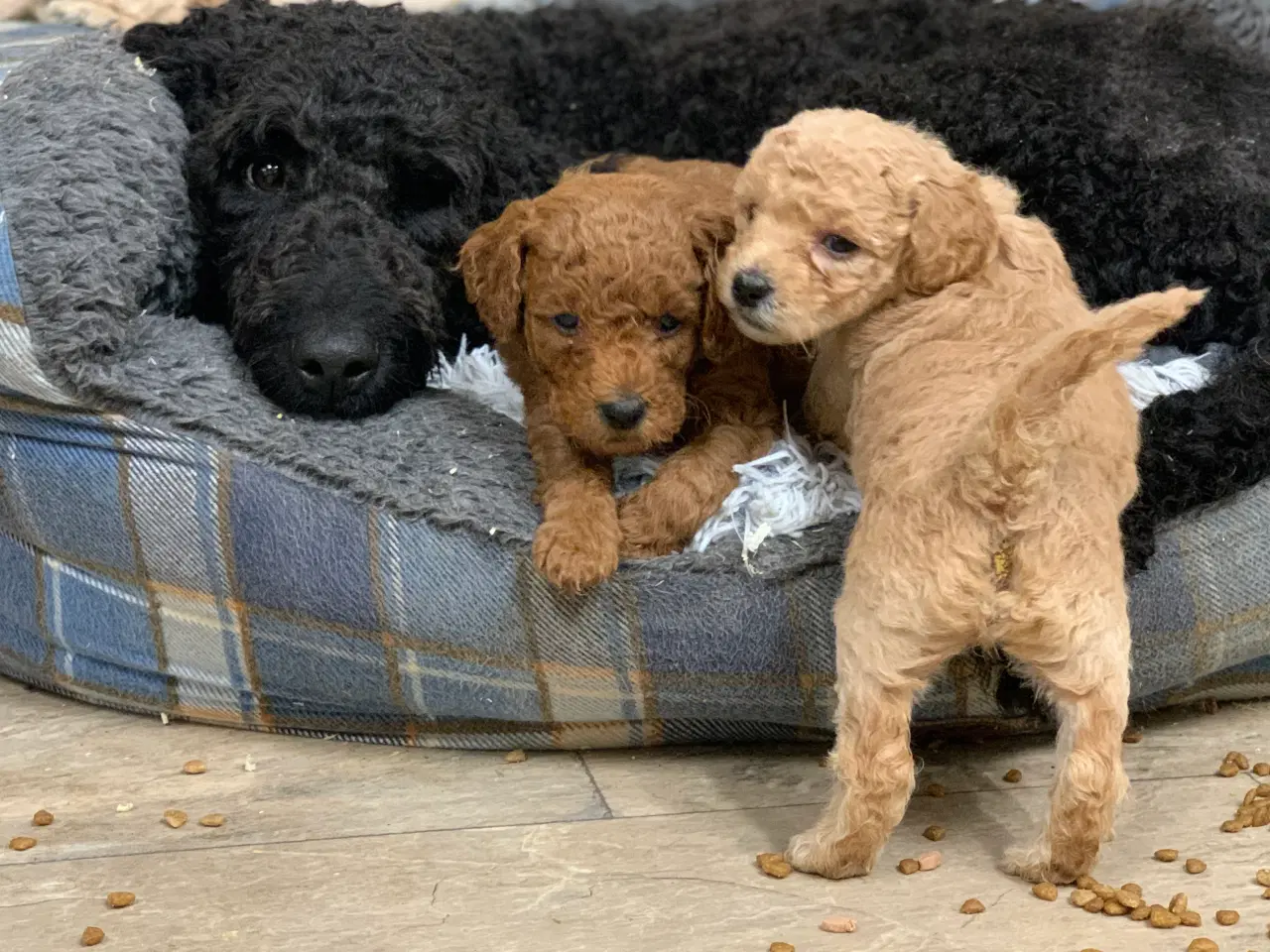 Billede 16 - Mini Golden Doodle babyer 