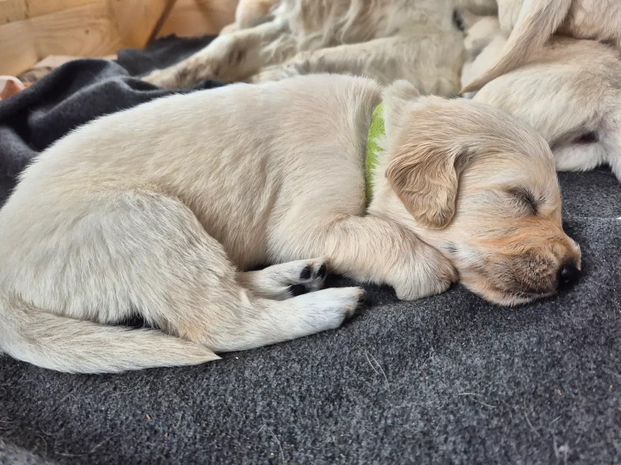 Billede 8 - Golden retriever hvalpe