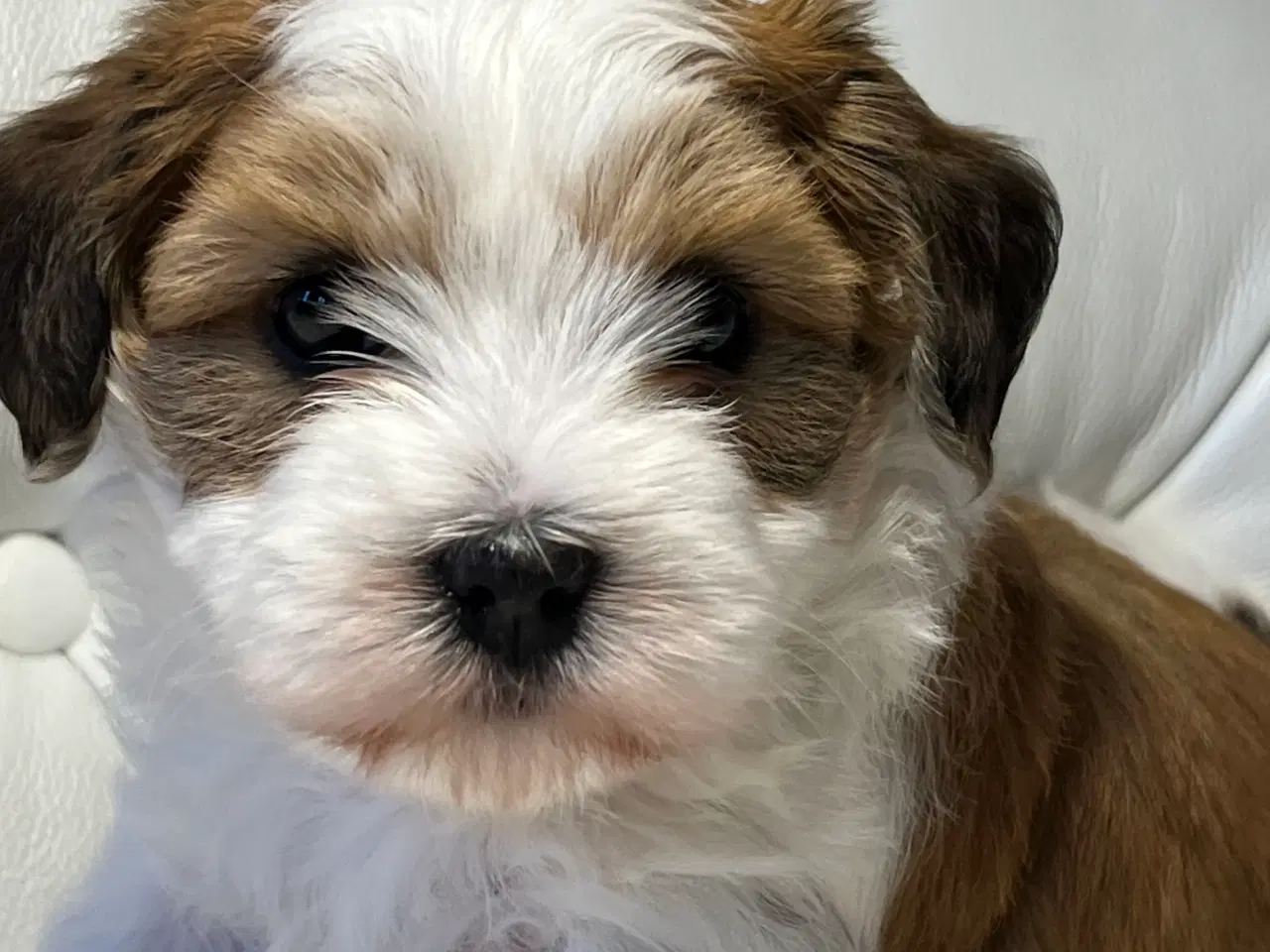 Billede 5 - 💙Skal Ditlev være din 💙