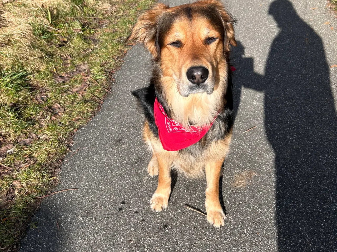 Billede 4 - Golden retriever / schæfer blanding parring