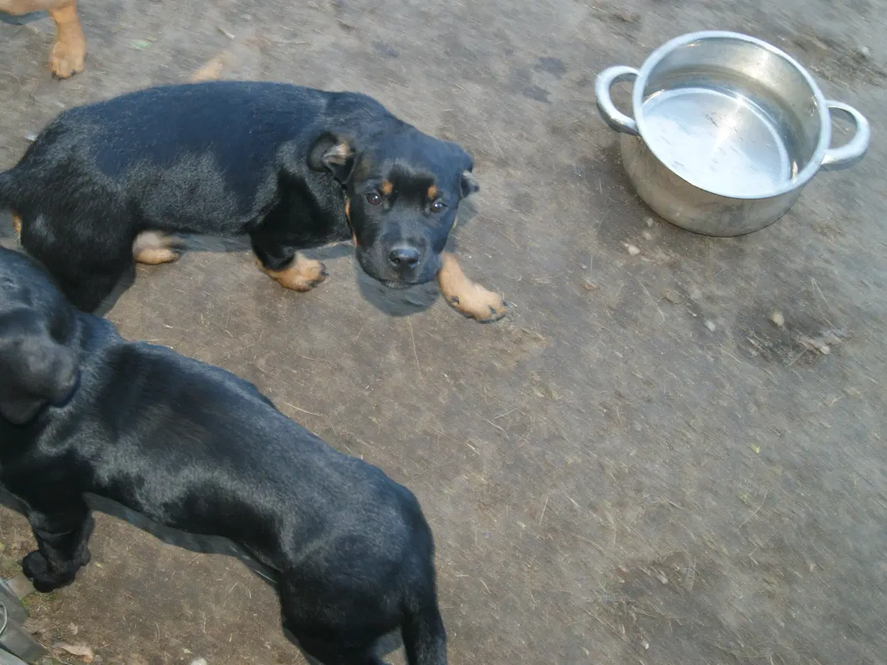Billede 11 - 3 livlige og friske Cane Corso/ Rottweiler Hvalpe.
