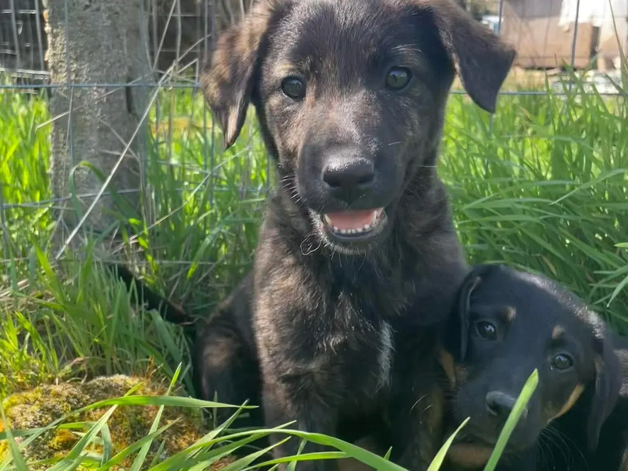 Billede 12 - Kira søger sin egen familie❤️