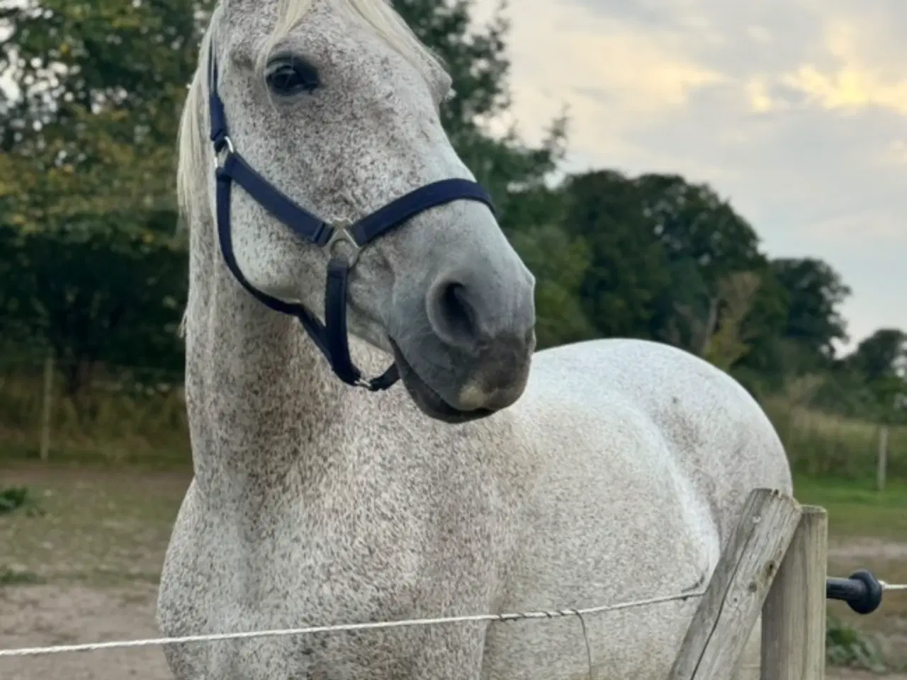 Billede 1 - Hoppe til hygge/avl/let ridning