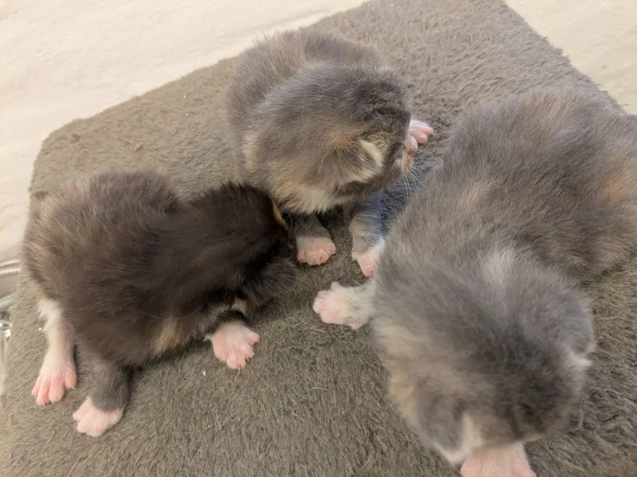Billede 8 - Maine coon mix