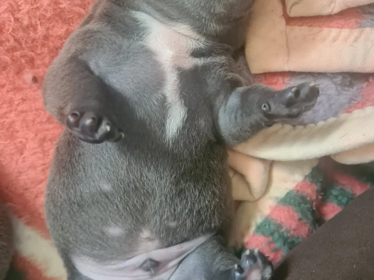 Billede 5 - Blu Dreng Abkc American Bully 