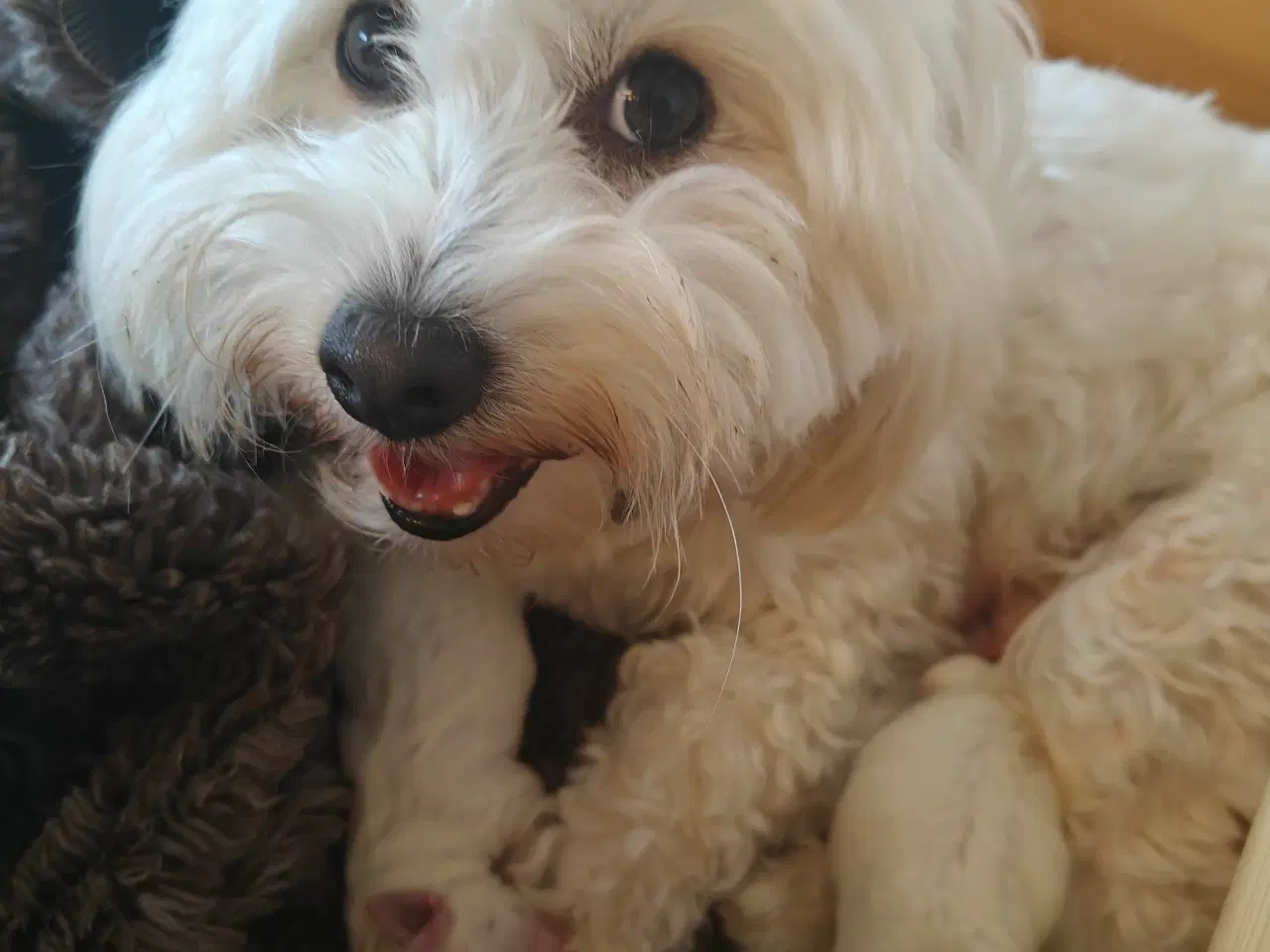 Billede 2 - Coton de Tulear - Bomuldshund