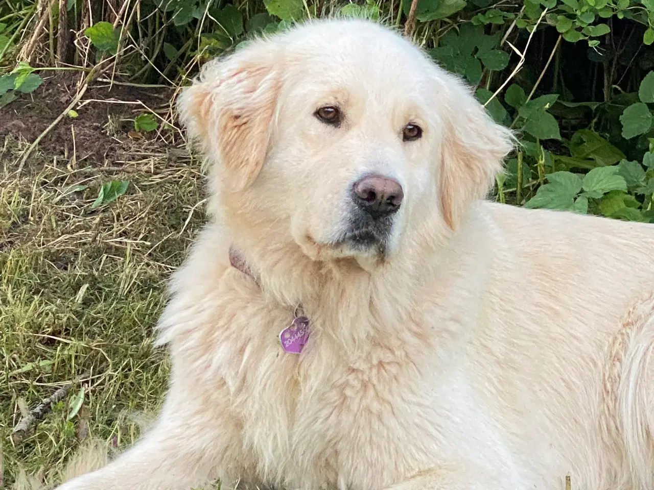 Billede 4 - Rejseklar Goldendoodle dreng