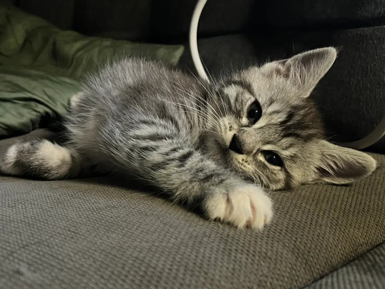 Billede 8 - Maine Coon blandning 