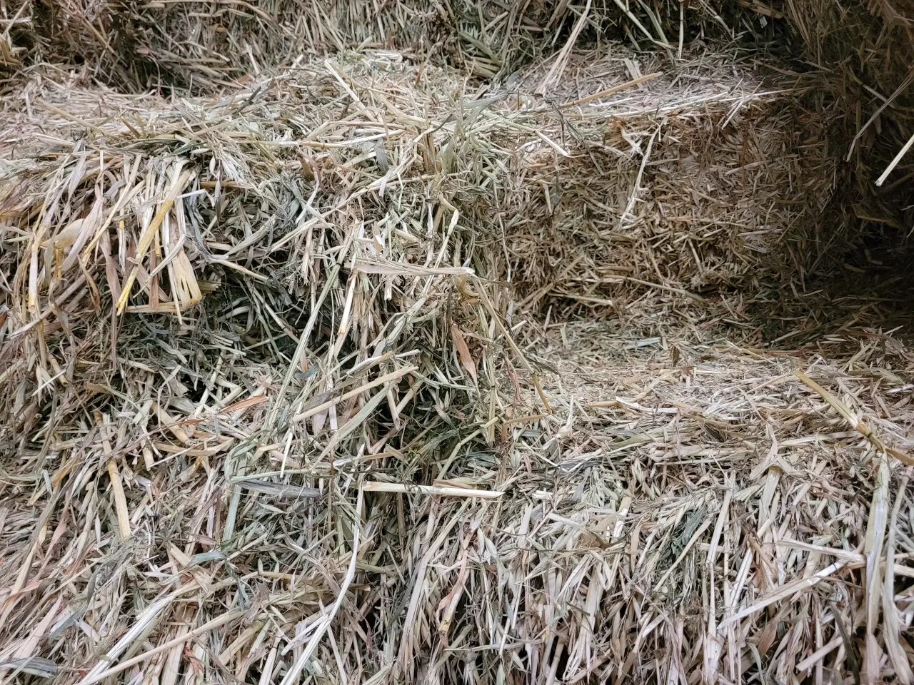 Billede 2 - hø af havre med højt sukker indhold, beluftet.