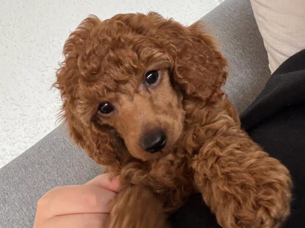 Billede 3 - 9 uger gammel dværg puddel tæve søger nyt hjem