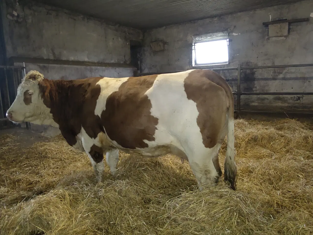 Billede 1 - Simmentaler 