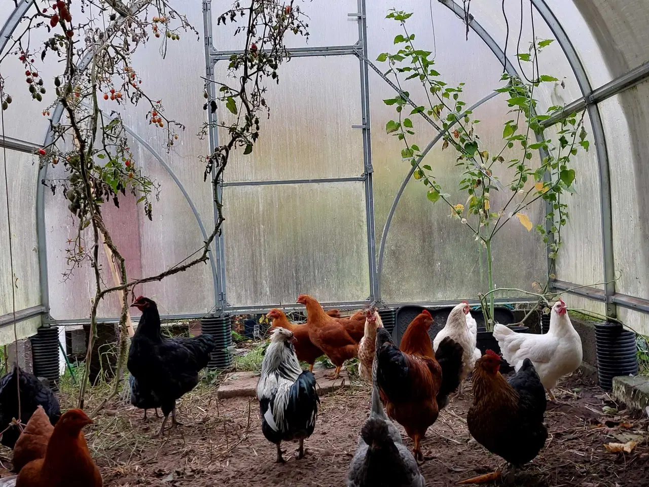 Billede 1 - Rugeæg fra min regnbuehønsegård