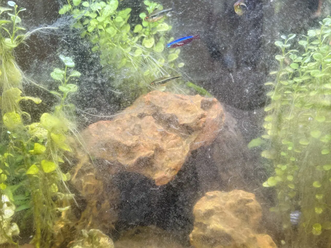 Billede 3 - 40L Superfish akvarie