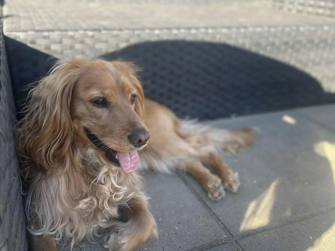 Billede 4 - Lækker Cocker Spaniel til parring