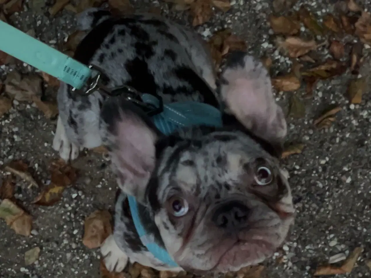 Billede 1 - 🐾Hanhund til avl - IKKE SALG🐾