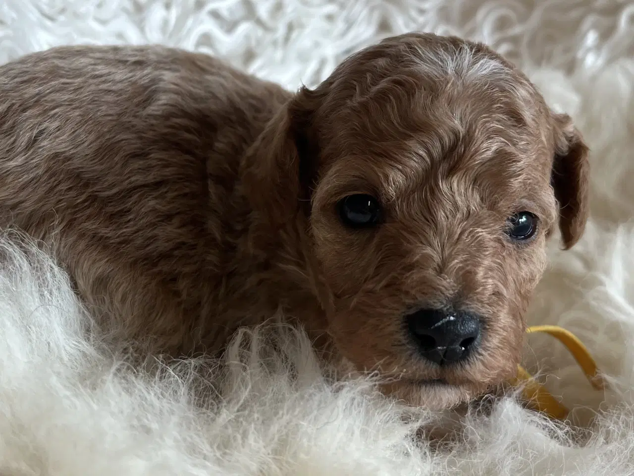 Billede 10 - 🐾 Skønne Poochon hvalpe søger kærlige hjem 🐾