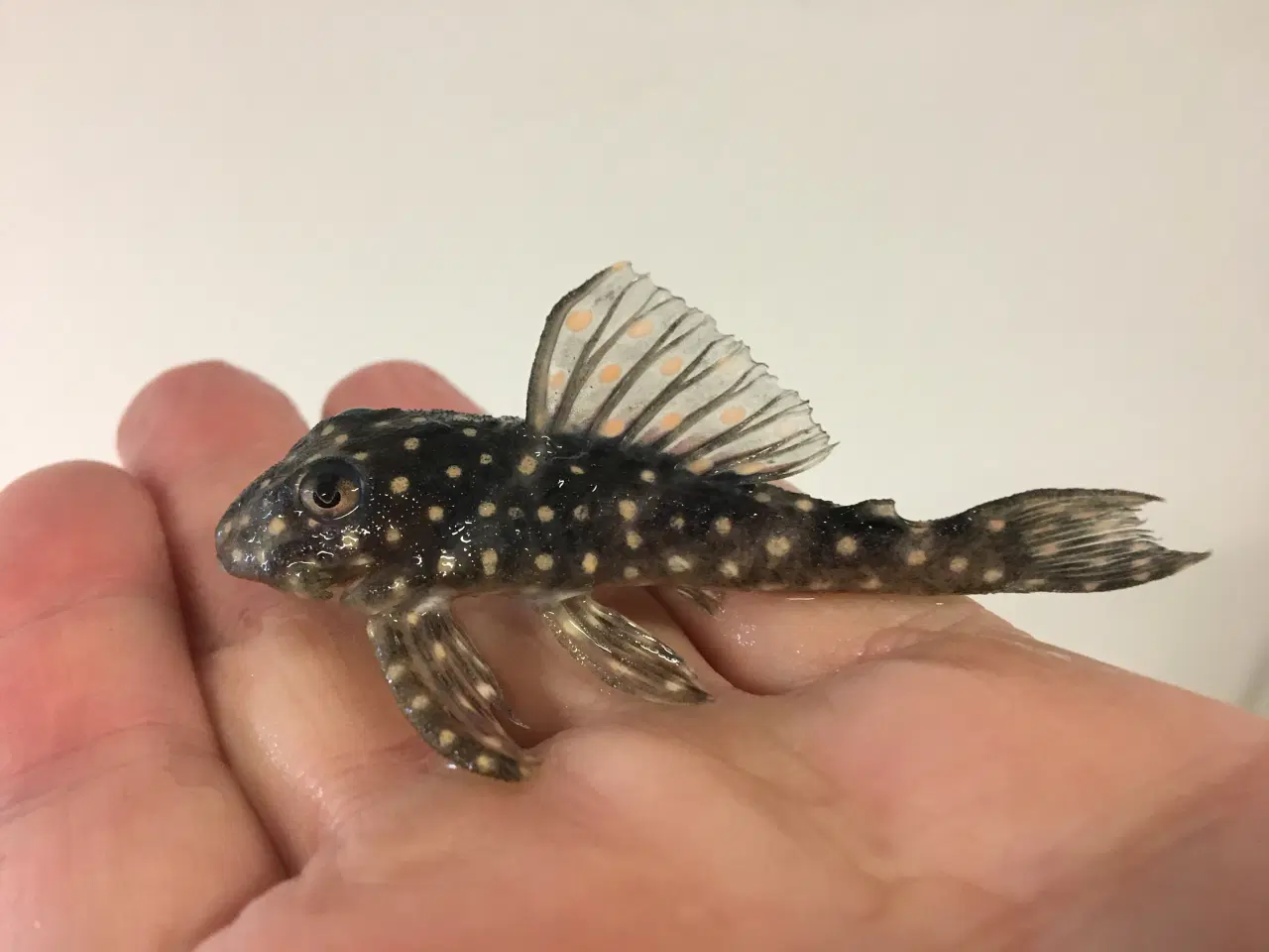 Billede 1 - L201 Hypancistrus sp