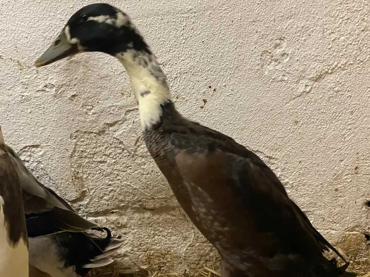 Billede 6 - Søde løbeænder søger nye hjem 🦆💚