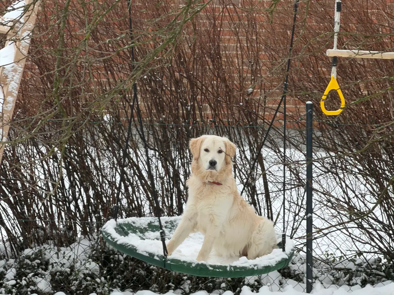 Billede 4 - Golden retriever 