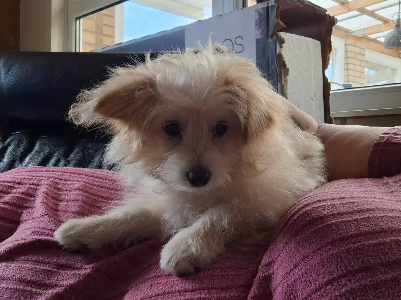 Billede 4 - Pompoo hvalpe 1 drenge klar nu