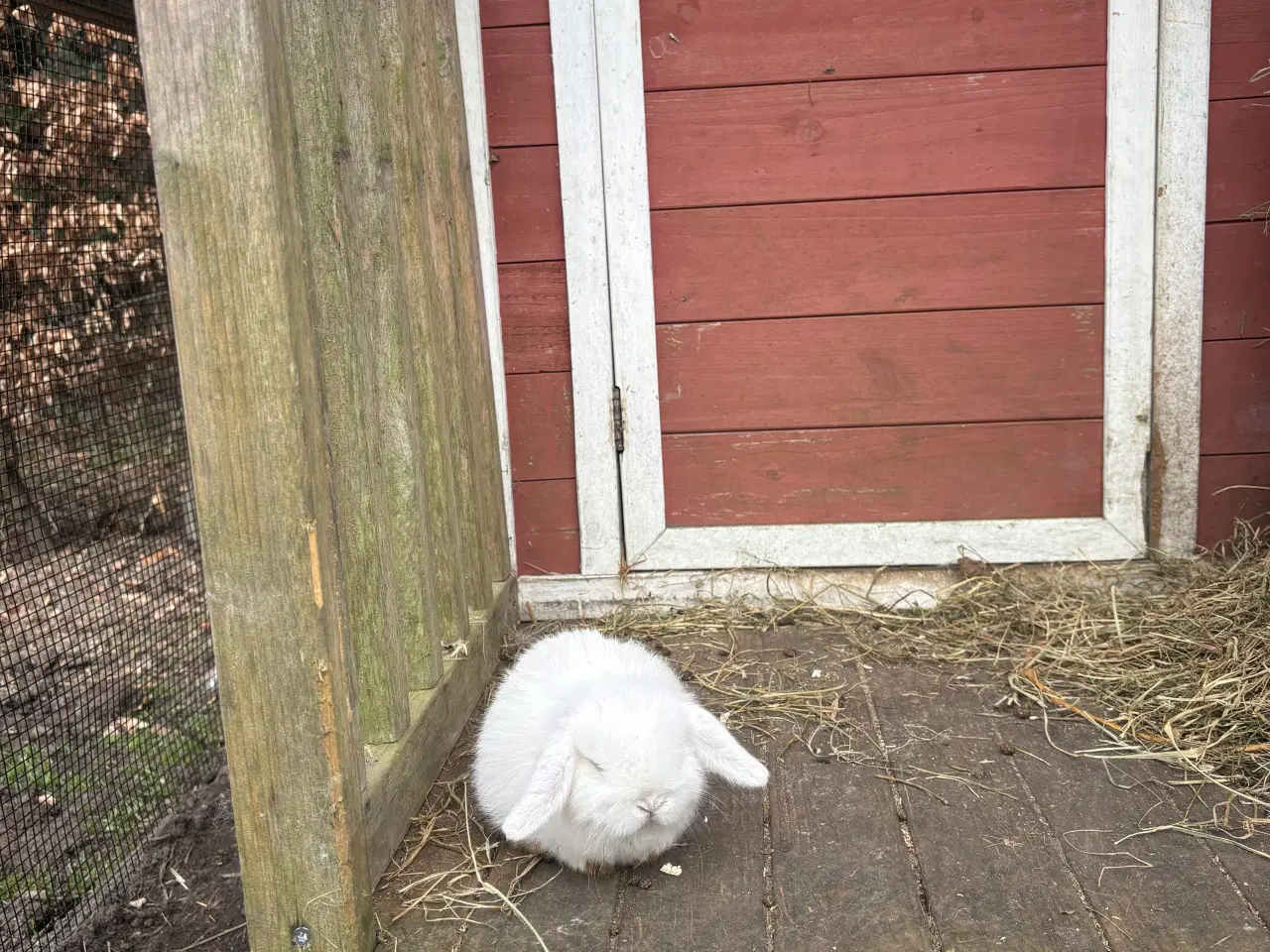 Billede 6 - Minilop kanin unger