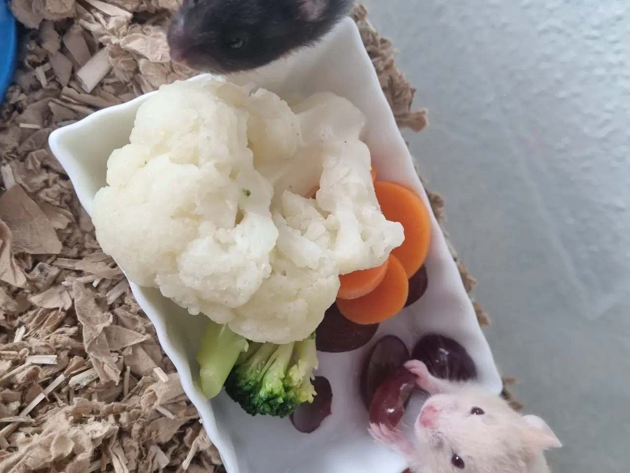 Billede 1 - Guldhamster unger sælges 