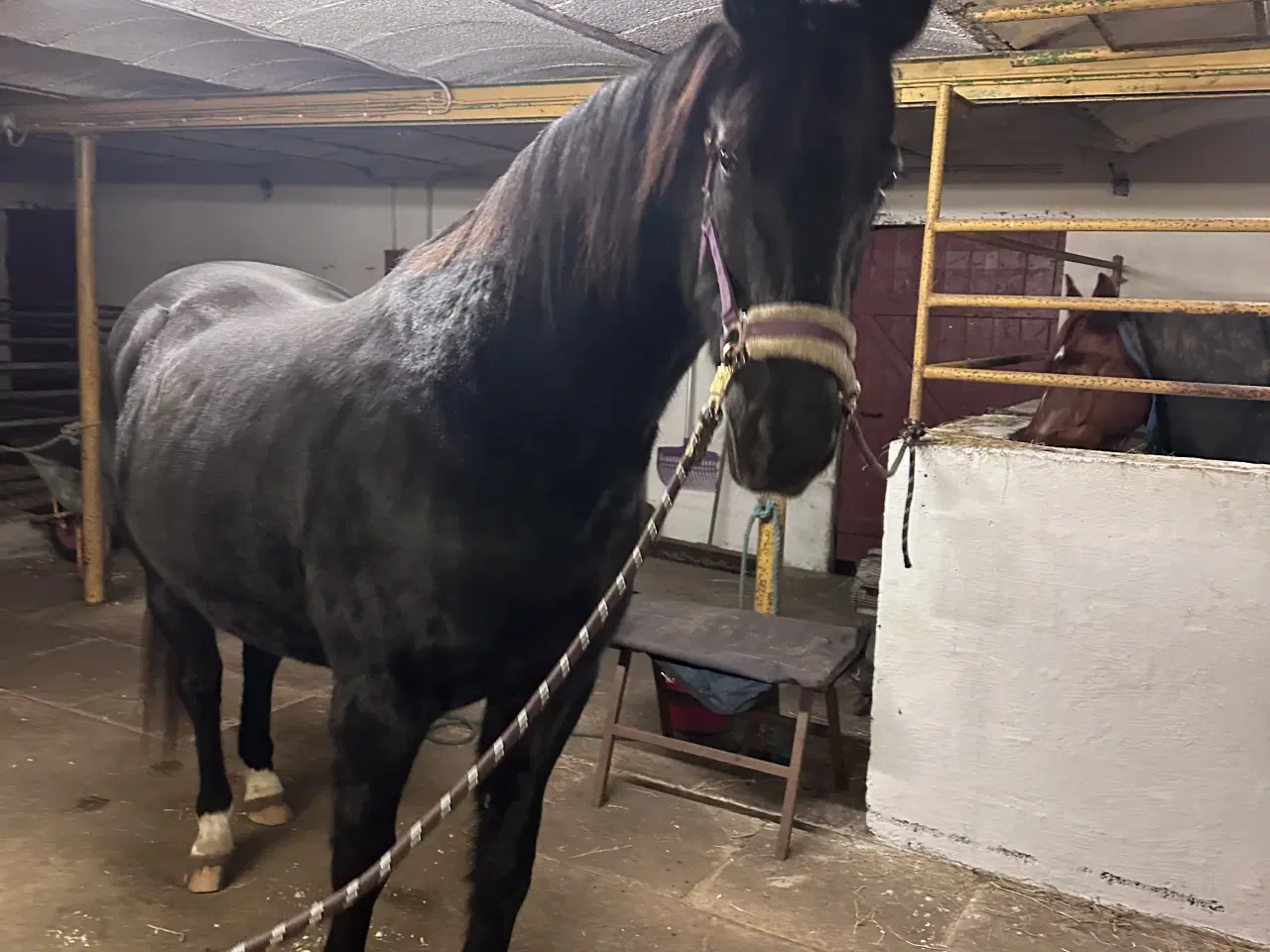 Billede 2 - Sød og smuk traver