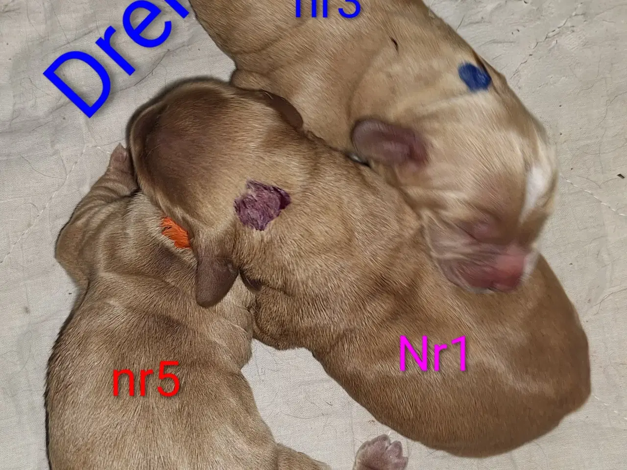 Billede 2 - Cocker spaniel hvalpe