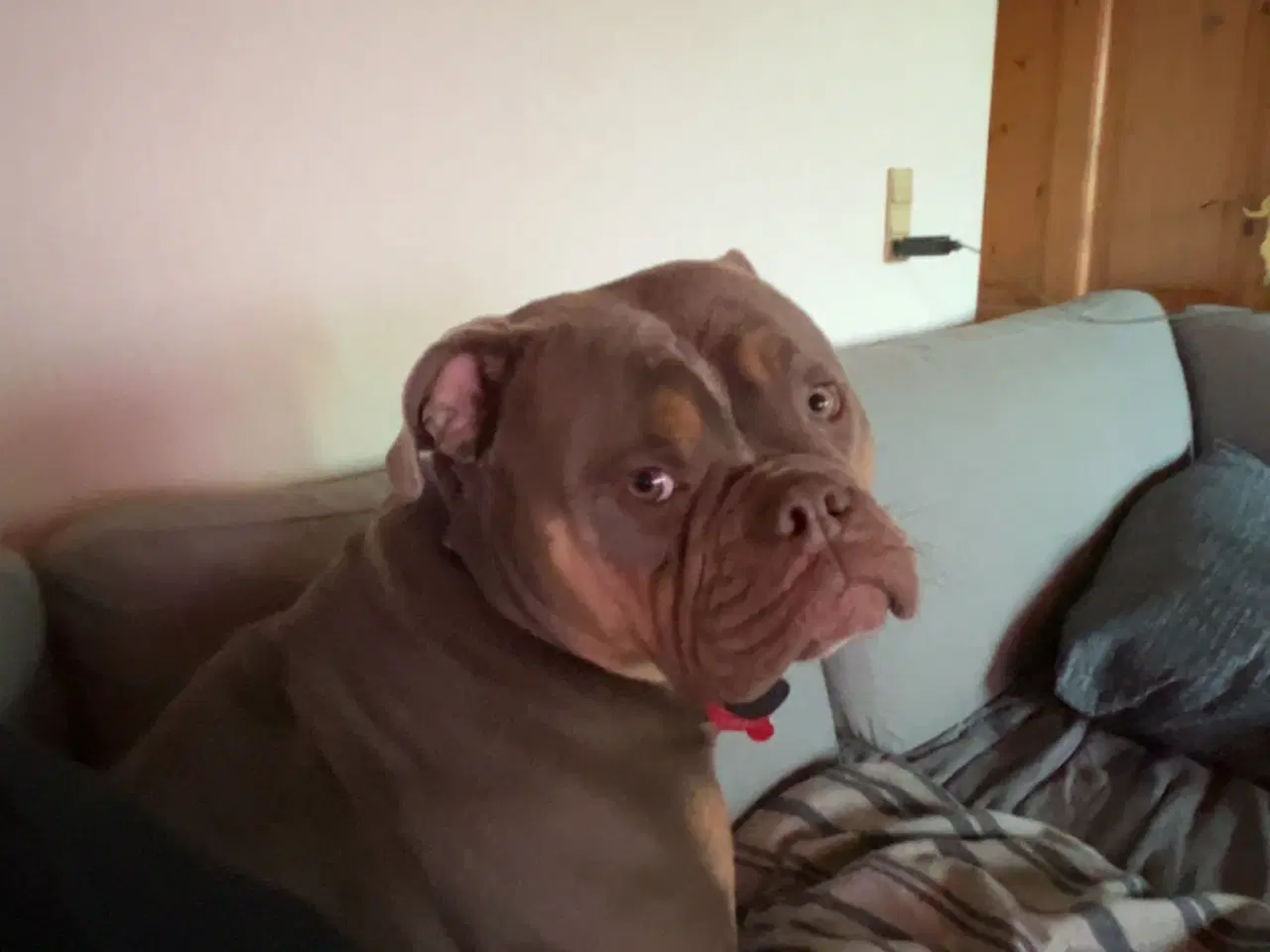 Billede 4 - Old english bulldog