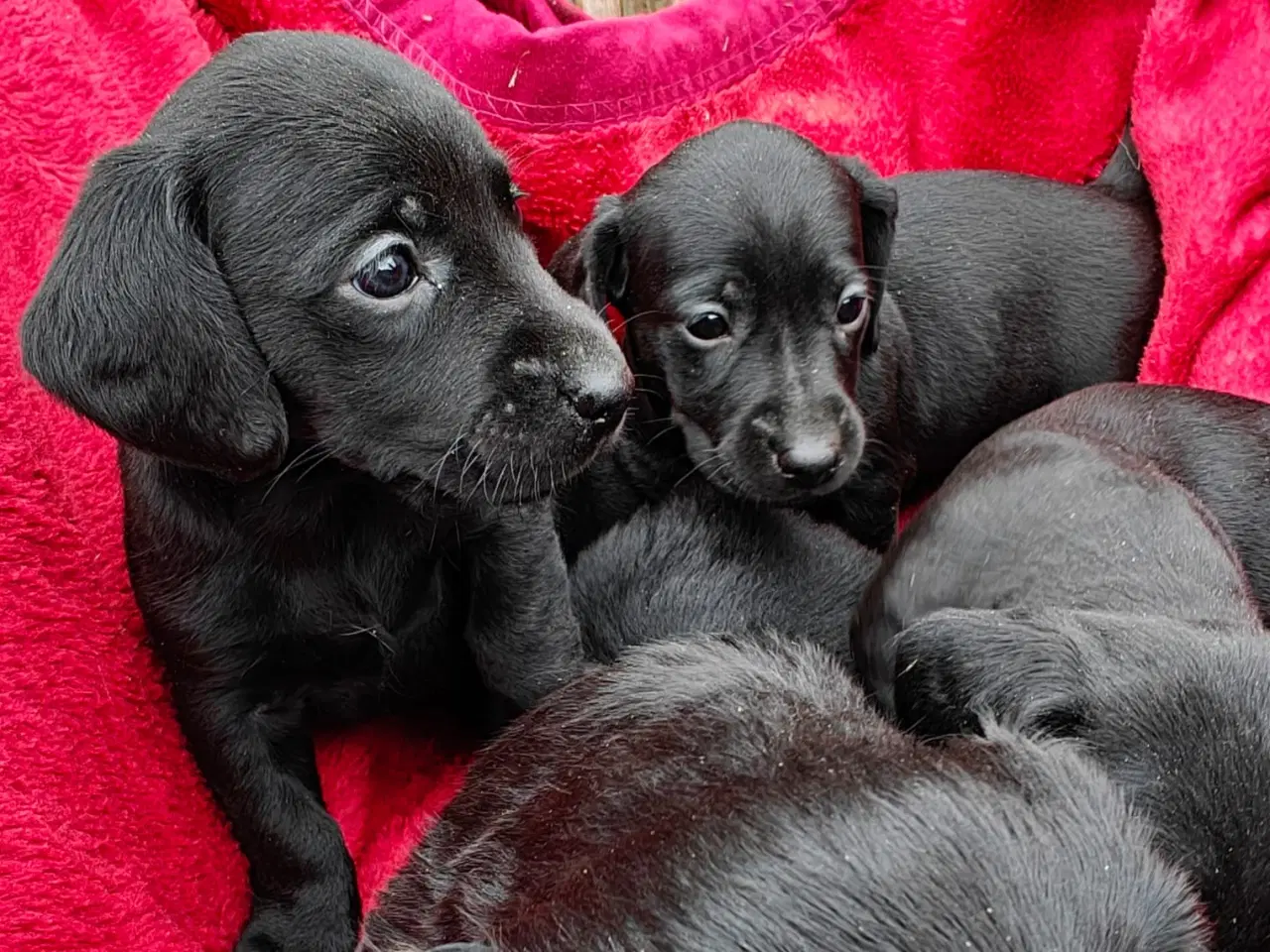 Billede 1 -  Standart Gravhunde hvalpe 5 uger
