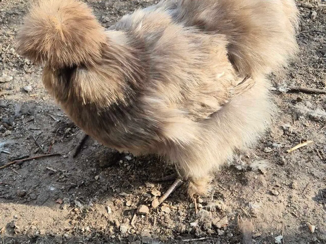 Billede 15 - Kyllinger silkehøns 