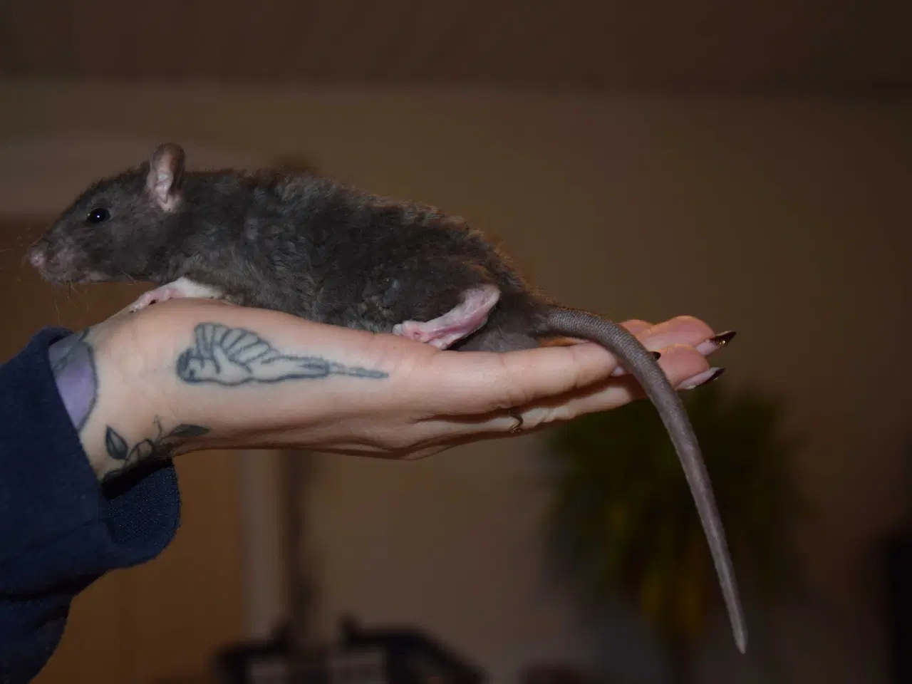 Billede 2 - Drenge flok sælges samlet