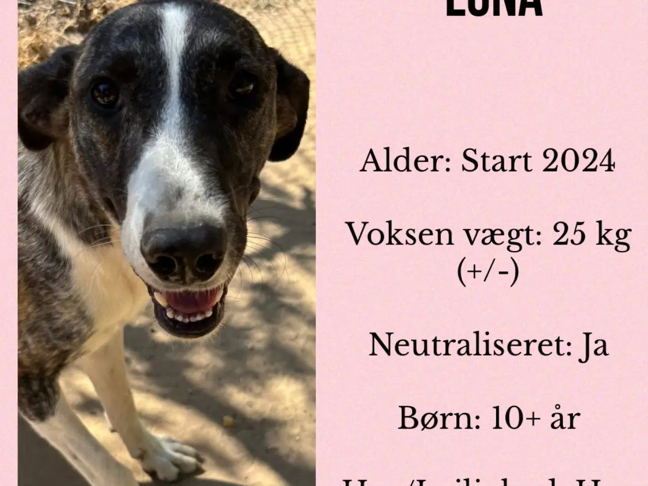 Billede 7 - Luna søger trænings buddy